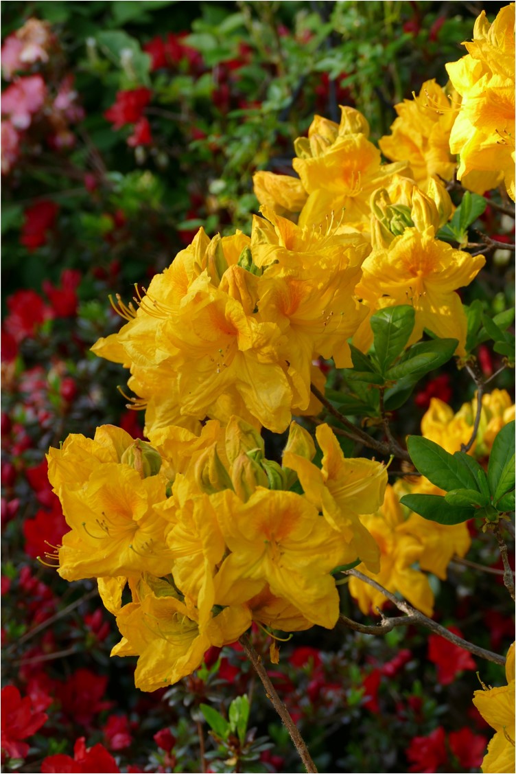 Hyde deciduous azalea hybrid